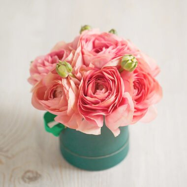 Precious Peach Tulips