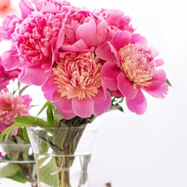 Blossoming Romance